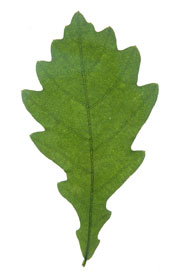 rollover image of quercus leaf showing how sinuses define the segments as teeth