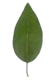 Image showing not to measure the petiole
