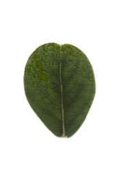 leaf with an emarginate apex