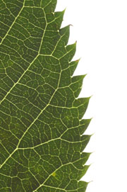 leaf with acute teeth