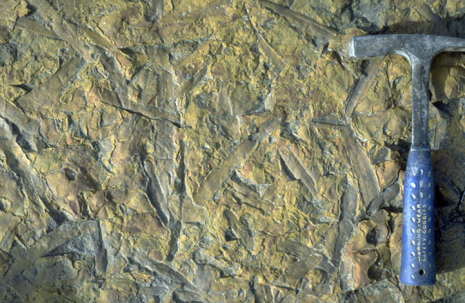 Field photograph of Podozamites leaves.