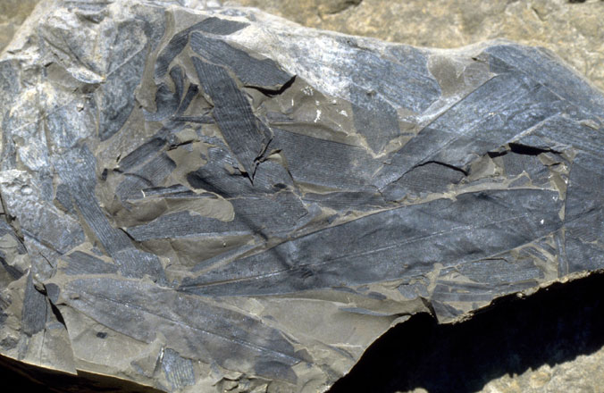 Field photograph of Taeniopteris.