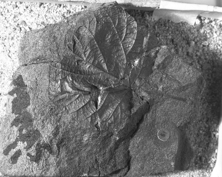 Image of USGS11474_1