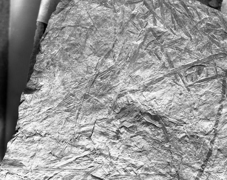 Image of USGS11475_19