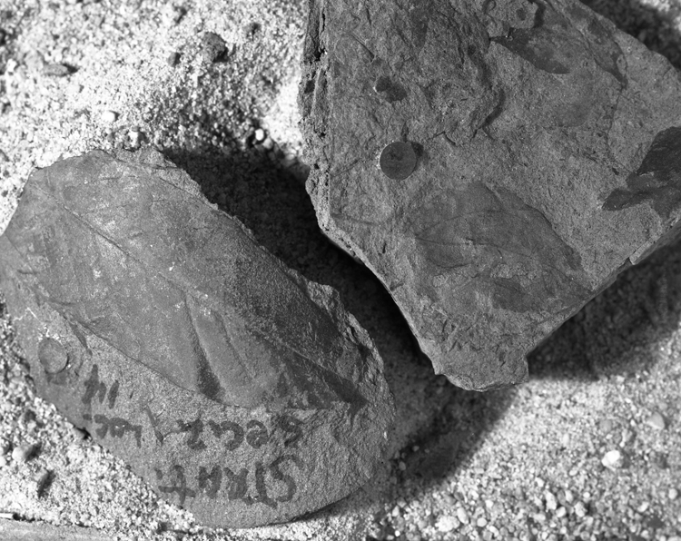 Image of USGS11617.3