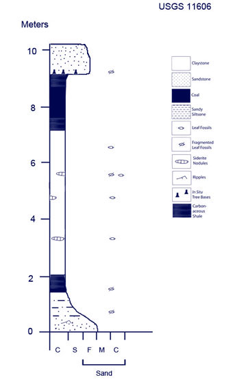 Graphic log of the USGS11606 section