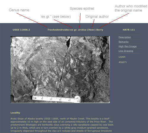 Explanation of the formal species name used in the specimen display pages