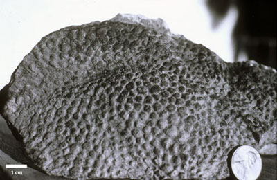 dinosaur skin impression from Cretaceous rocks of Northern Alaska