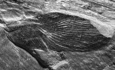 Photograph of a fossil insect wing.
