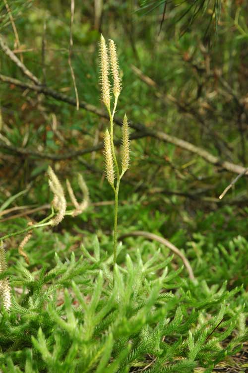 Photograph of a living species of Lycopodium