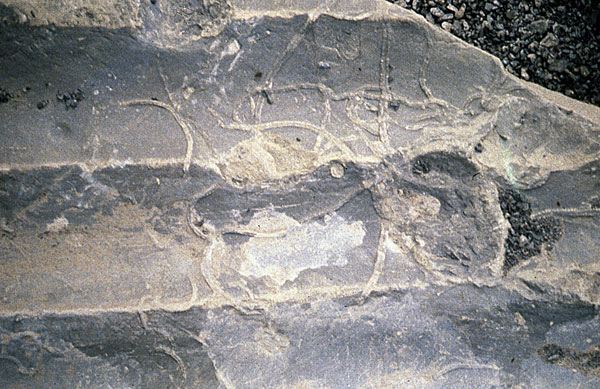Photograph of invertebrate trails