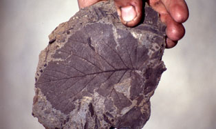 Leaf from Sagwon