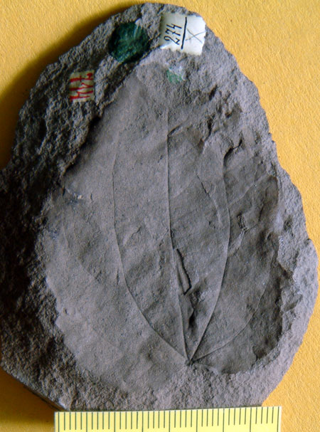 Trochodendron leaf recovered from Novaya Sibir' Island by von Toll