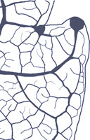 drawing of a salicoid tooth