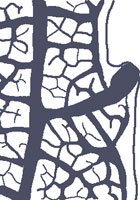 drawing of a violoid tooth