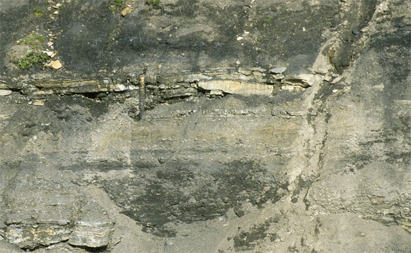 Field photograph of a slender upright trunk along the Kokolik river