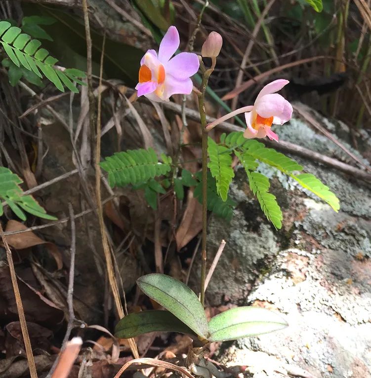 2019 年 11 月,香港嘉道理农场与海南省野生动植物保护局及霸王岭国家