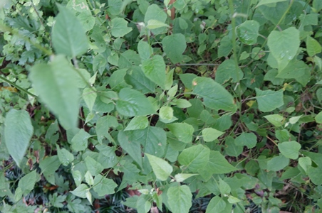 数珠珊瑚属rivina